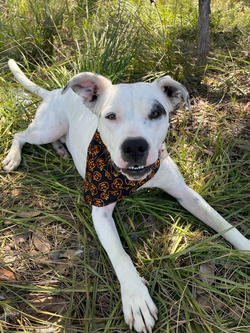 Pumpkins Pet Bandana