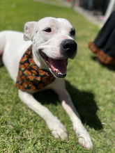 Load image into Gallery viewer, Pumpkins Pet Bandana
